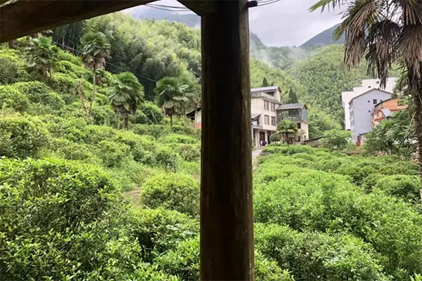 威尼斯娱乐武夷山茶游学