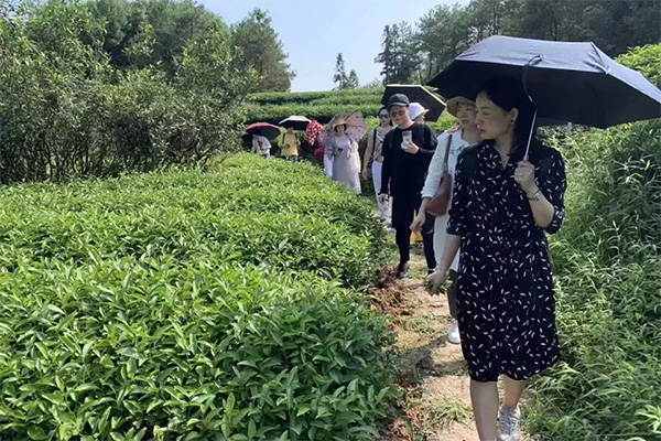 心馨茶艺武夷山茶游学