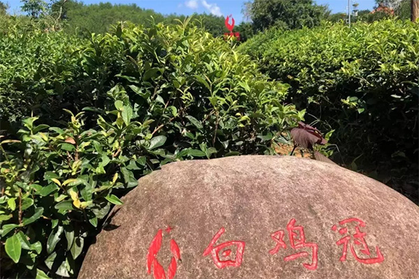 威尼斯娱乐武夷山茶游学