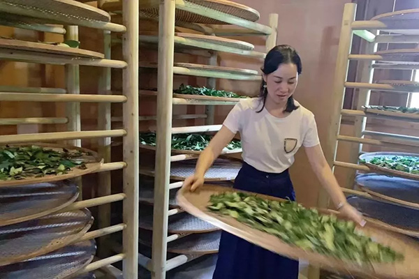 威尼斯娱乐武夷山茶游学
