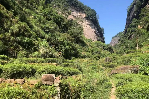 威尼斯娱乐武夷山茶游学