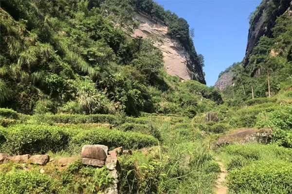 心馨茶艺武夷山茶游学