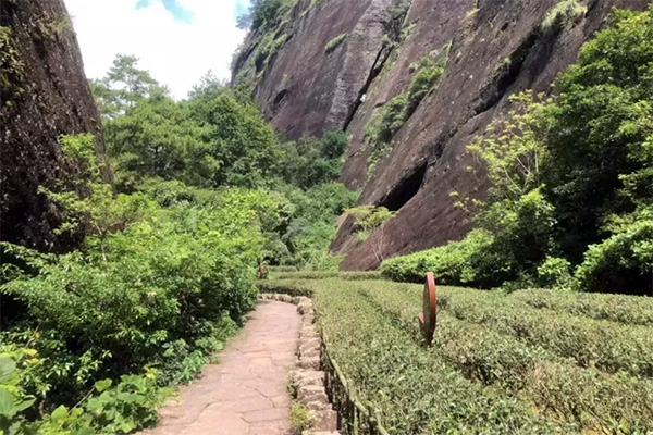 心馨茶艺武夷山茶游学