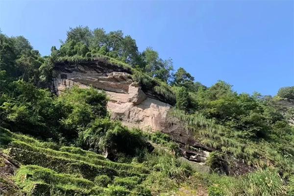 心馨茶艺武夷山茶游学