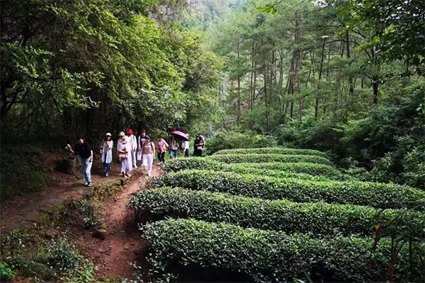 心馨茶艺武夷山茶游学